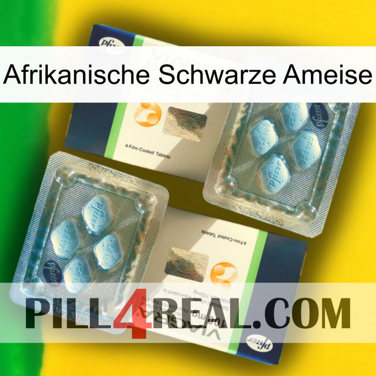 African Black Ant viagra5